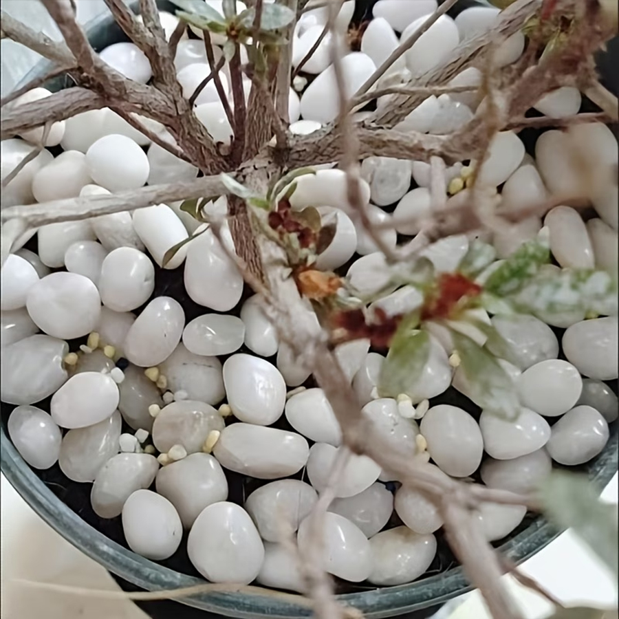 حصى أبيض مصقول 300/600 جرام، ح - مراجعة Bonsai Rock Garden وسعره