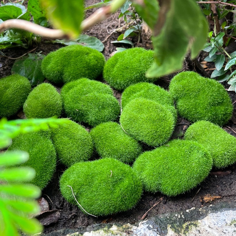 5/30 قطعة من أحجار الطحلب الاص - مراجعة Bonsai Rock Garden وسعره