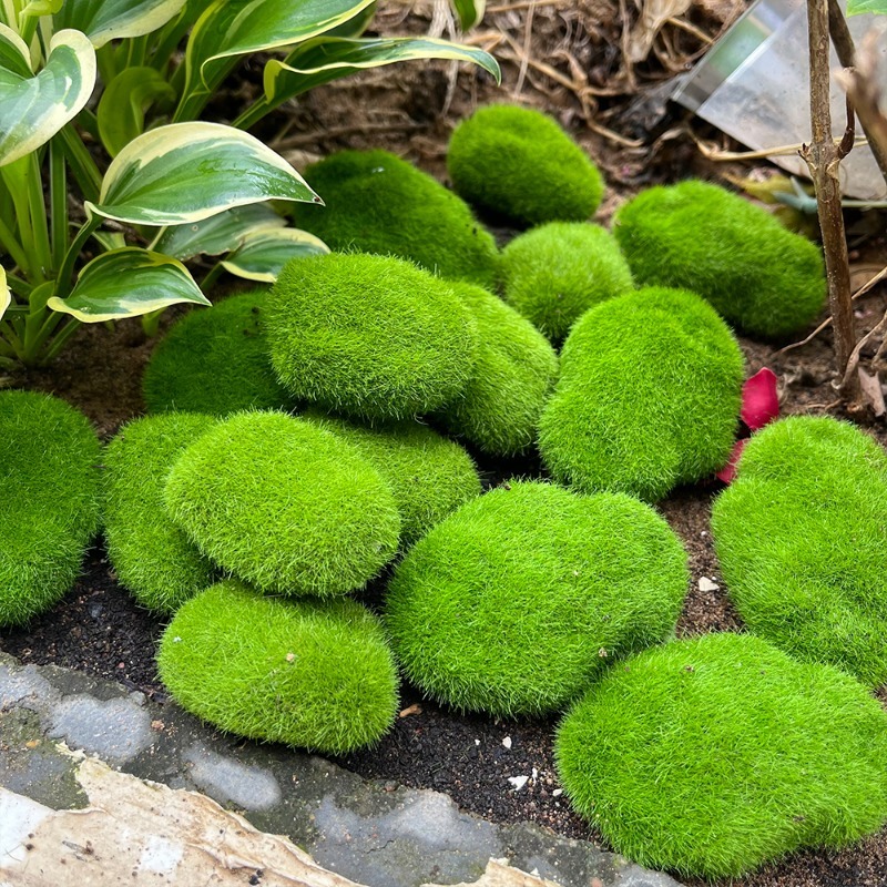 5/30 قطعة من أحجار الطحلب الاص - مراجعة Bonsai Rock Garden وسعره