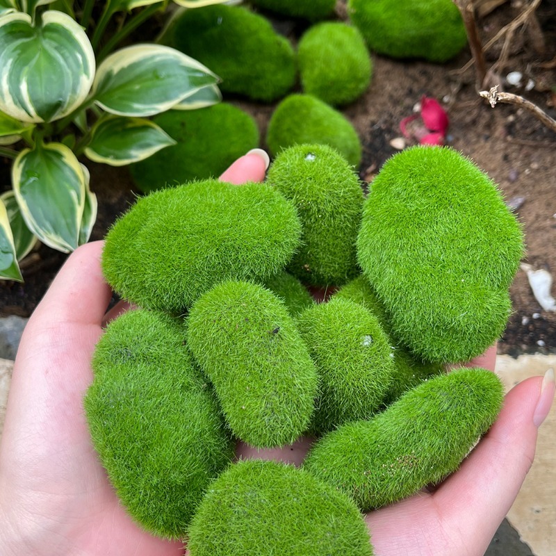5/30 قطعة من أحجار الطحلب الاص - مراجعة Bonsai Rock Garden وسعره